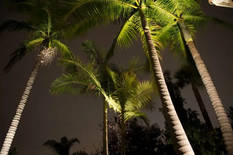 Upward view of tall palm trees illuminated by uplighting at night, creating a dramatic silhouette against the sky.